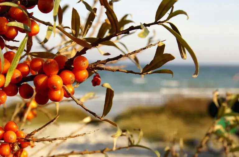 Homoktövis őssejt mobilizáló 1