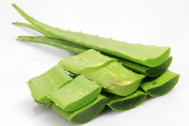 aloe vera green leaves