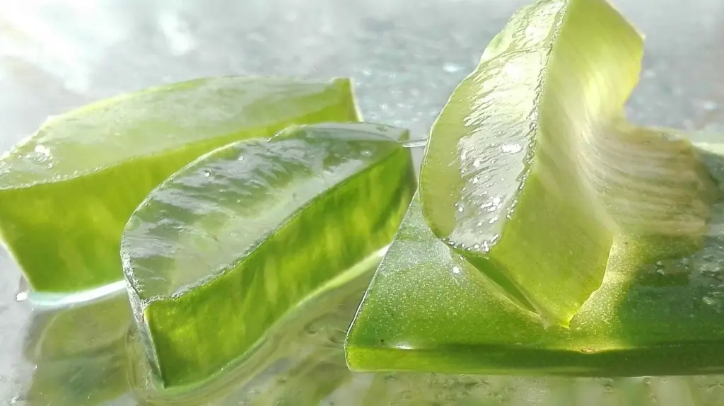 Aloe vera levél