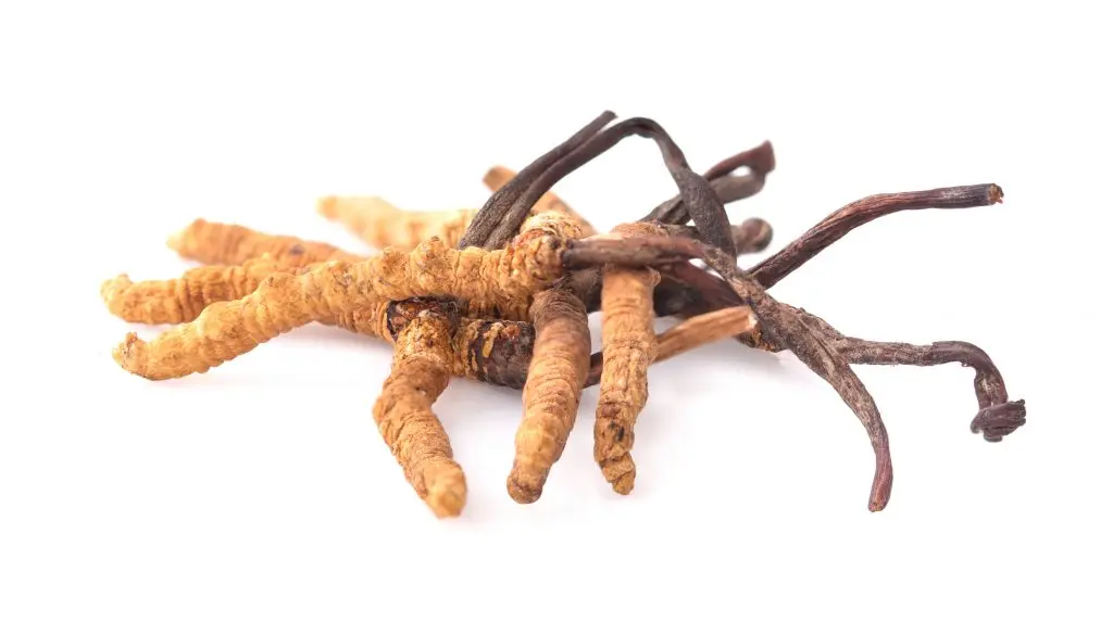 Cordyceps hernyógomba sport